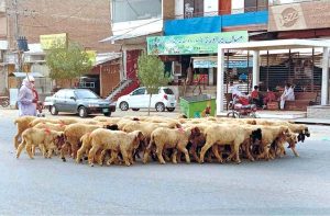 A caravan of camel carts loaded with dry grass moves towards its destination