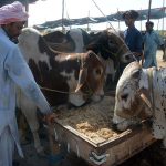 A vendor stands with sacrificial animals at the Korangi Cattle Market, waiting for customers