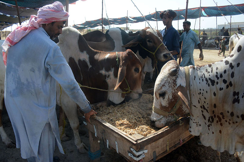 A vendor stands with sacrificial animals at the Korangi Cattle Market, waiting for customers
