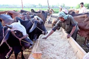 Owner of cattle feed shop displays sacrificial animals waiting for customers at a temporary cattle market ahead of Eid-ul-Adha.