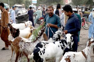 A vendor displaying sacrificial animals to attract the customers at roadside in connection with upcoming Eid ul Azha.