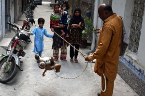 A juggler with his pet monkey showing tricks to earn for livelihood in the Provincial Capital