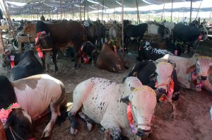 A vendor stands with sacrificial animals at the Korangi Cattle Market, waiting for customers