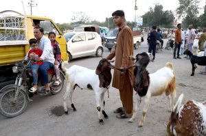 A vendor displaying sacrificial animals to attract the customers at roadside in connection with upcoming Eid ul Azha.