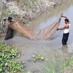 Fishermen use traditional netting techniques to catch fish in a small canal