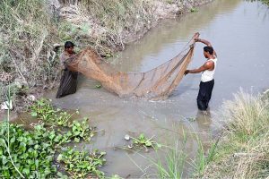 Fishermen use traditional netting techniques to catch fish in a small canal