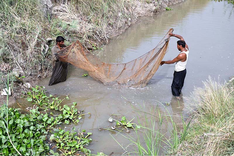 Fishermen use traditional netting techniques to catch fish in a small canal