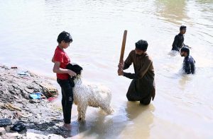 A man bathes sacrificial animals in a canal to cleanse and preparing them for presentation in the market to attract buyers ahead of Eid-ul-Azha.