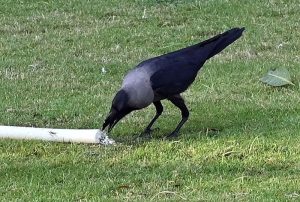 A thirsty crow drinks water in the scorching heat of the provincial capital.