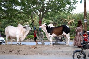 A vendor displaying sacrificial animals to attract the customers at roadside in connection with upcoming Eid ul Azha.