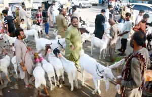 A man bathes sacrificial animals in a canal to cleanse and preparing them for presentation in the market to attract buyers ahead of Eid-ul-Azha.