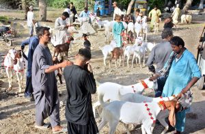 A man bathes sacrificial animals in a canal to cleanse and preparing them for presentation in the market to attract buyers ahead of Eid-ul-Azha.