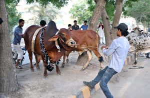 Youngsters try to control the sacrificial animal bought for upcoming Eidul Azha rituals.