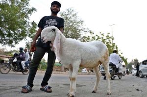 Youngsters try to control the sacrificial animal bought for upcoming Eidul Azha rituals.