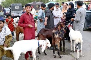 Youngsters try to control the sacrificial animal bought for upcoming Eidul Azha rituals.