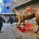 Butchers slaughtering sacrificial animal on the first day of Eidul Azha