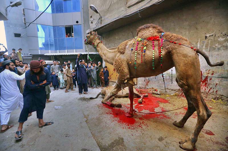 Butchers slaughtering sacrificial animal on the first day of Eidul Azha