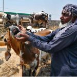 A vendor shows the teeth of a sacrificial animal to a customer to verify its age at the Ring Road cattle market ahead of Eid-ul-Azha