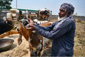 A vendor shows the teeth of a sacrificial animal to a customer to verify its age at the Ring Road cattle market ahead of Eid-ul-Azha