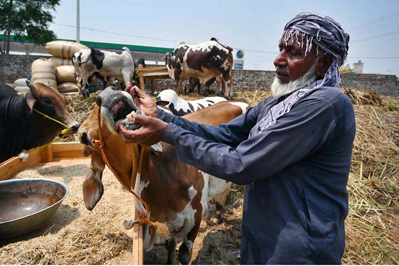 A vendor shows the teeth of a sacrificial animal to a customer to verify its age at the Ring Road cattle market ahead of Eid-ul-Azha