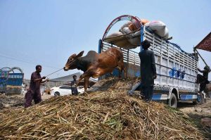A vendor shows the teeth of a sacrificial animal to a customer to verify its age at the Ring Road cattle market ahead of Eid-ul-Azha