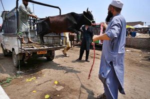 A vendor shows the teeth of a sacrificial animal to a customer to verify its age at the Ring Road cattle market ahead of Eid-ul-Azha