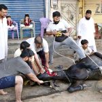 Butchers slaughtering sacrificial animal on the first day Eidul Azha
