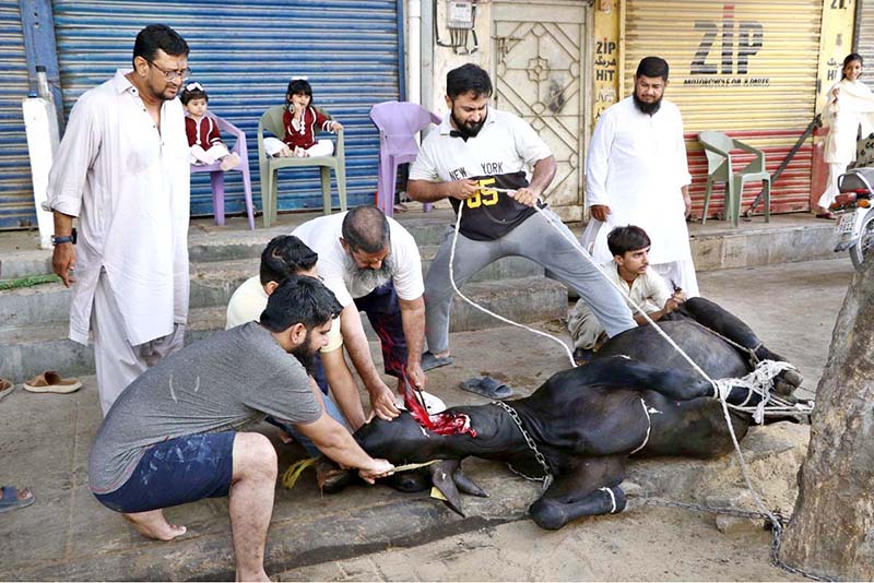 Butchers slaughtering sacrificial animal on the first day Eidul Azha