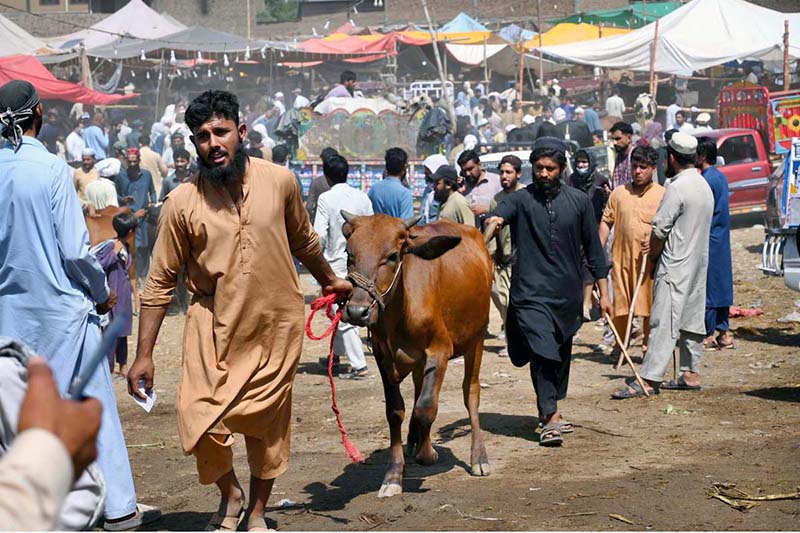 People on the way along with sacrificial animal after purchasing from the Ring Road Cattle Market