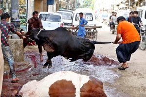 Butchers slaughtering sacrificial animal on the first day Eidul Azha