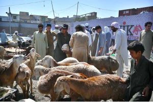 People on the way along with sacrificial animal after purchasing from the Ring Road Cattle Market