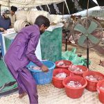 Butchers busy dividing meat into seven portions after slaughtering sacrificial animals on the first day of Eidul Azha