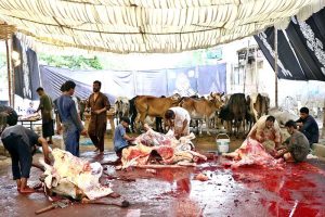 Butchers busy dividing meat into seven portions after slaughtering sacrificial animals on the first day of Eidul Azha