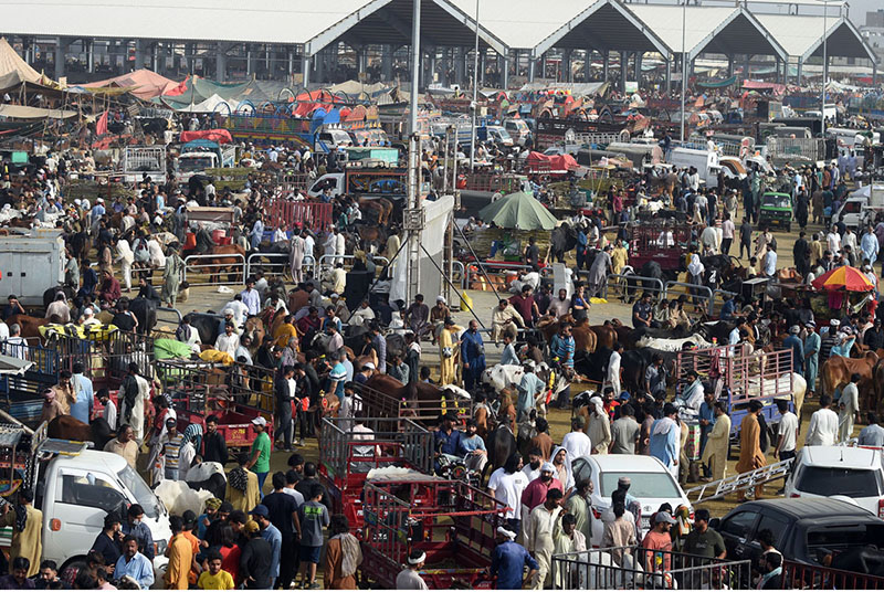 A large number of People selecting and purchasing the sacrificial animals to the Livestock vendors at temporary cattle market Shahpur Kanjra ahead of Eidul Azha