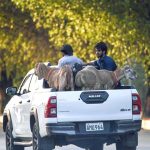 A vehicle on the way loaded with sacrificial animal after purchasing it from the animal market set up for Eidul Azha