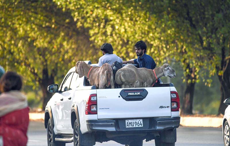 A vehicle on the way loaded with sacrificial animal after purchasing it from the animal market set up for Eidul Azha