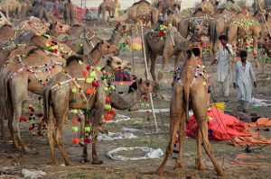 A large number of People selecting and purchasing the sacrificial animals to the Livestock vendors at temporary cattle market Shahpur Kanjra ahead of Eidul Azha