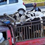 A vehicle on the way loaded with sacrificial animals after purchasing it from the animal market set up for Eidul Azha