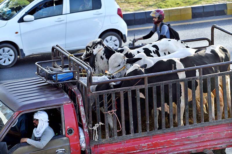 A vehicle on the way loaded with sacrificial animals after purchasing it from the animal market set up for Eidul Azha