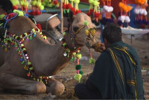 A large number of People selecting and purchasing the sacrificial animals to the Livestock vendors at temporary cattle market Shahpur Kanjra ahead of Eidul Azha