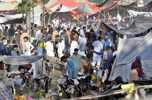 A vehicle on the way loaded with sacrificial animals after purchasing it from the animal market set up for Eidul Azha