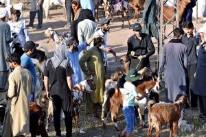 A vehicle on the way loaded with sacrificial animals after purchasing it from the animal market set up for Eidul Azha