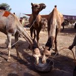 Livestock vendors are watering sacrificial camels while waiting for customers at a temporary cattle market in Shahpur Kanjra ahead of Eid-ul-Azha