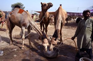 Livestock vendors are watering sacrificial camels while waiting for customers at a temporary cattle market in Shahpur Kanjra ahead of Eid-ul-Azha