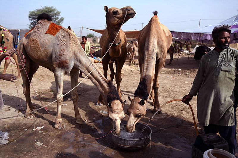 Livestock vendors are watering sacrificial camels while waiting for customers at a temporary cattle market in Shahpur Kanjra ahead of Eid-ul-Azha