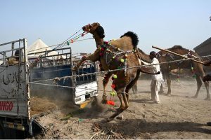 Livestock vendors are watering sacrificial camels while waiting for customers at a temporary cattle market in Shahpur Kanjra ahead of Eid-ul-Azha