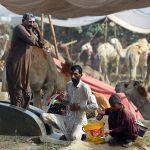 Livestock vendors bathing while displaying the sacrificial camels and waiting the customers at temporary cattle market at Shahpur Kanjra ahead of Eidul Azha