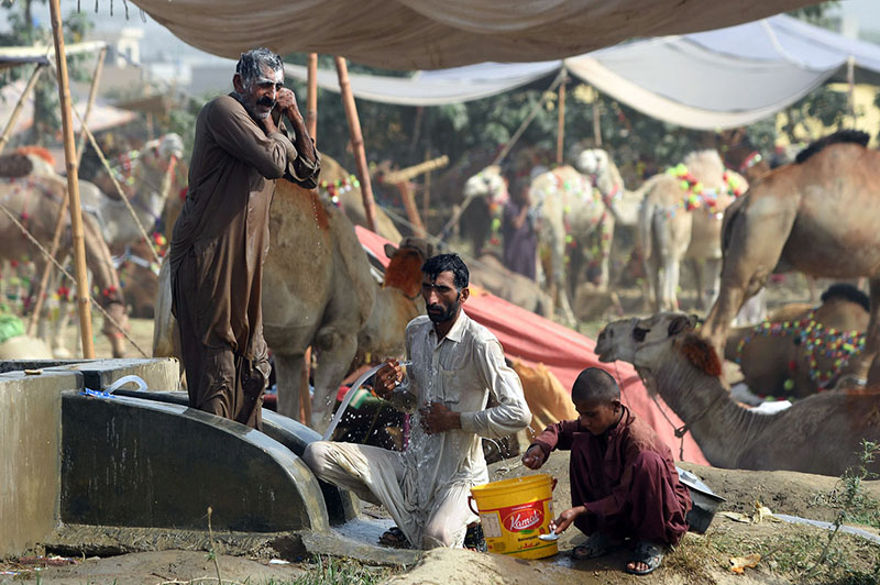 Livestock vendors bathing while displaying the sacrificial camels and waiting the customers at temporary cattle market at Shahpur Kanjra ahead of Eidul Azha