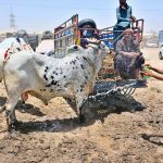 Vendor showering water to sacrificial animal in connection with Eid-ul-Azha during scorching hot day in the city at animal market bypass