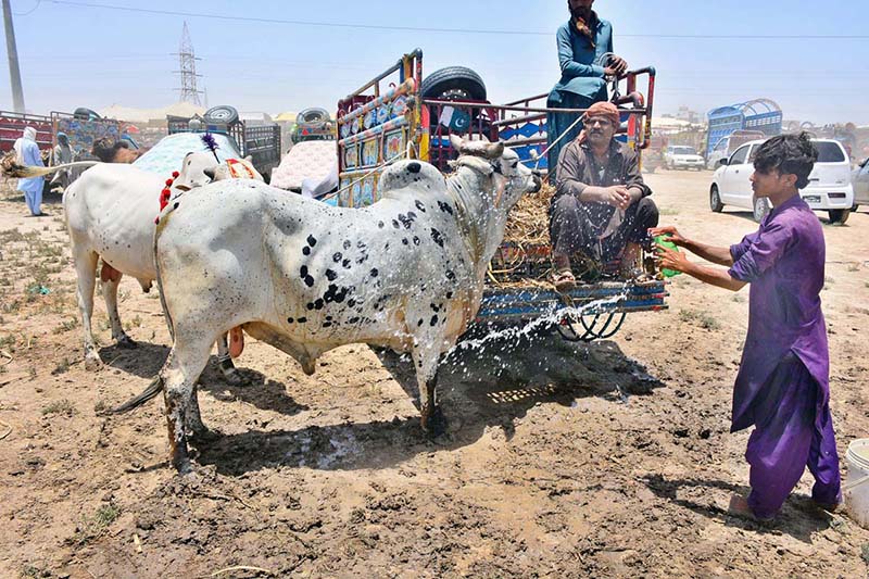 Vendor showering water to sacrificial animal in connection with Eid-ul-Azha during scorching hot day in the city at animal market bypass